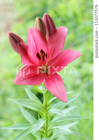 Pink lily large flower green natural background oriental hybrid 113077576
