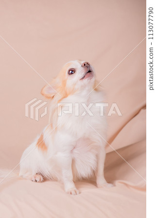 Chihuahua dog on a beige sofa. Chihuahua dog on a beige sofa. 113077790