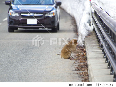 日本猴子在路上玩耍 日本猴子在路上玩耍 113077935