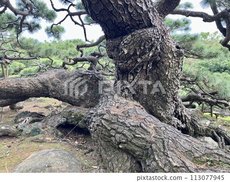 Kumejima Kume Town Goeda no Matsu 113077945