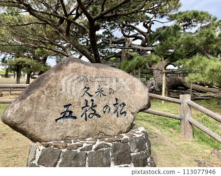 Kumejima Kume Town Goeda no Matsu Kumejima Kume Town Goeda no Matsu 113077946