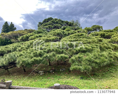Kumejima Kume Town Goeda no Matsu Kumejima Kume Town Goeda no Matsu 113077948
