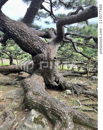 久米島 久米鎮後田之松 久米島 久米鎮後田之松 113077980