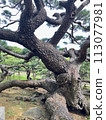 久米島 久米鎮後田之松 113077981