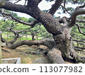 久米島 久米鎮後田之松 113077982