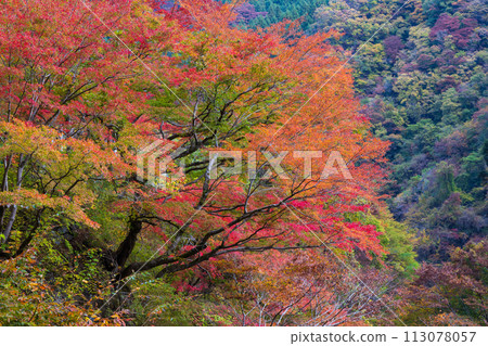 埼玉縣奧道部市的秋天 - 金三大年山溪流與秋葉 113078057