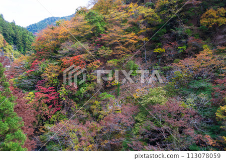 埼玉縣奧道部市的秋天 - 金三大年山溪流與秋葉 113078059