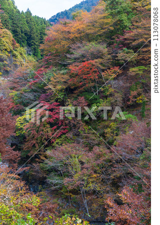 埼玉縣奧道部市的秋天 - 金三大年山溪流與秋葉 113078068