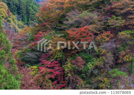 埼玉縣奧道部市的秋天 - 金三大年山溪流與秋葉 113078069