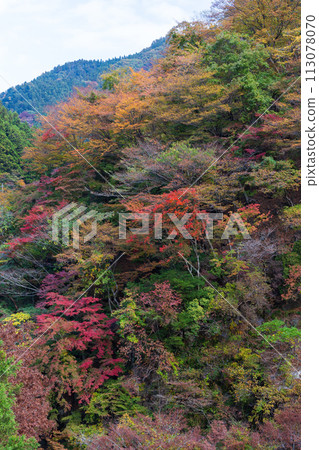 埼玉縣奧道部市的秋天 - 金三大年山溪流與秋葉 埼玉縣奧道部市的秋天 - 金三大年山溪流與秋葉 113078070