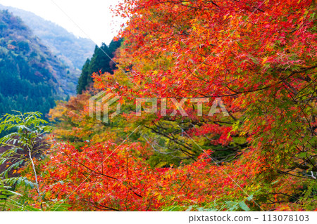 埼玉縣奧道部市的秋天 - 金三大年山溪流與秋葉 埼玉縣奧道部市的秋天 - 金三大年山溪流與秋葉 113078103