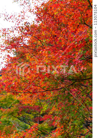 埼玉縣奧道部市的秋天 - 金三大年山溪流與秋葉 埼玉縣奧道部市的秋天 - 金三大年山溪流與秋葉 113078104