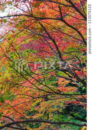 埼玉縣奧道部市的秋天 - 金三大年山溪流與秋葉 113078128