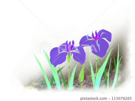 Japanese style illustration material of irises flowers Japanese style illustration material of irises flowers 113078265