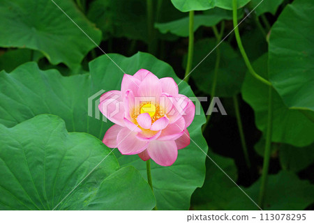 Landscape with lotus flowers Landscape with lotus flowers 113078295