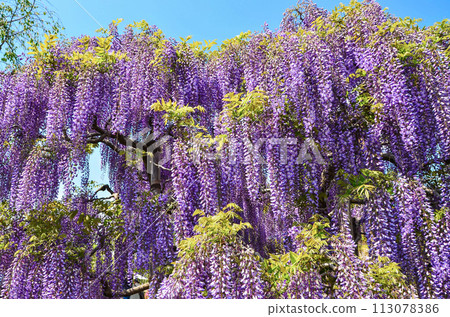 Beautifully blooming wisteria Beautifully blooming wisteria 113078386