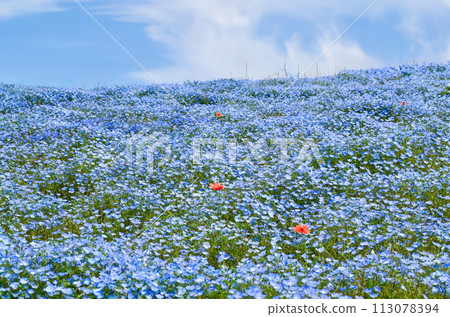 Nemophila Hill（常陸海濱公園）3 113078394
