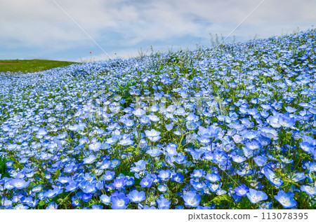 Nemophila Hill（日立海濱公園）4 113078395