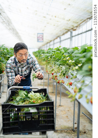Senior man harvesting strawberries Senior man harvesting strawberries 113078554