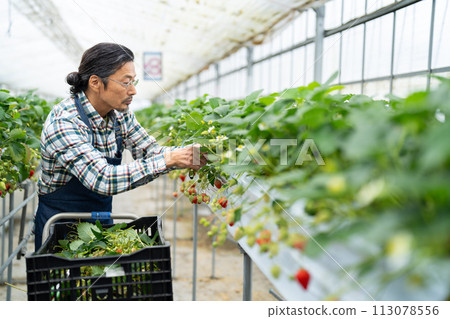 Senior man harvesting strawberries Senior man harvesting strawberries 113078556