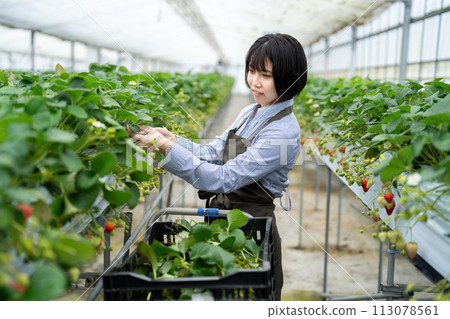 Young woman harvesting strawberries 113078561