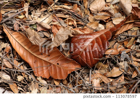 來島海峽馬島的枇杷落葉 113078597