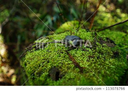 Moss Cedar 113078766