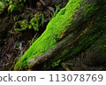 Moss Cedar 113078769