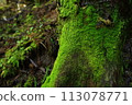 Moss Cedar 113078771