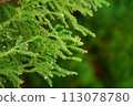 Cedar Cedar leaves 113078780