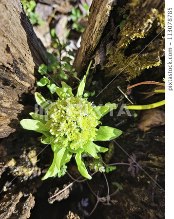 Spring has come to Hikinooto Spring has come to Hikinooto 113078785