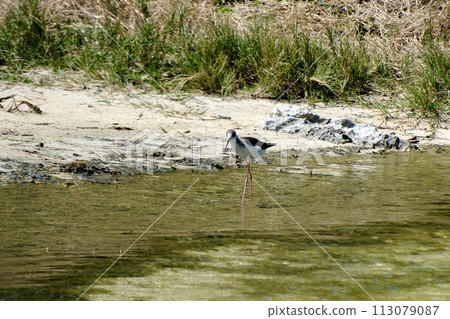 [Ogasawara] South Island’s Black-tailed Sandpiper 113079087