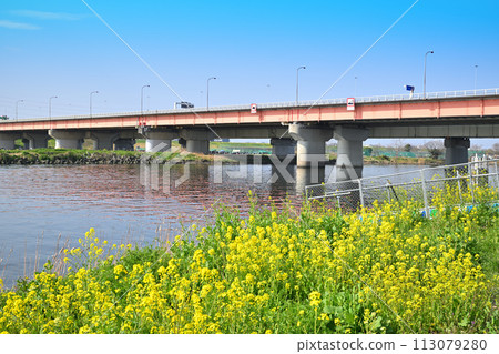 Spring weather, rape blossoms blooming, Arakawa main stream, spring scenery 113079280