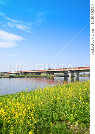 Spring weather, rape blossoms blooming, Arakawa main stream, spring scenery Spring weather, rape blossoms blooming, Arakawa main stream, spring scenery 113079299