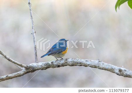 紅脅藍尾鴝 113079377