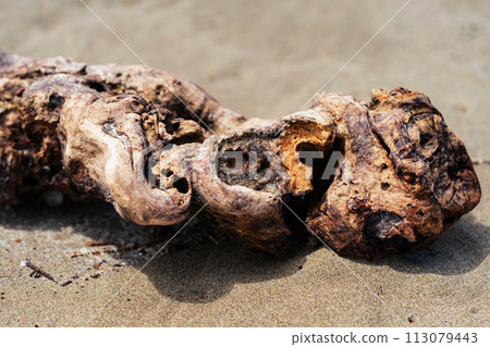 beautiful driftwood processed by the ocean for many years 113079443