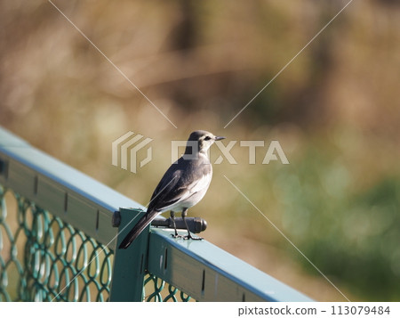 川口市荒川體育公園的柵欄上棲息著一隻白鶺鴒 113079484