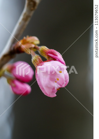 Sakura Kawazu Sakura Before the makeup blooms Sakura Kawazu Sakura Before the makeup blooms 113079652