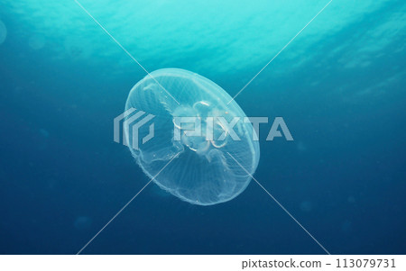 Mizukurase 1 113079731