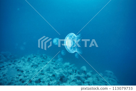 Mizukurase 3 113079733