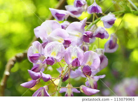 Wisteria flowers blooming in the valley Wisteria flowers blooming in the valley 113079965