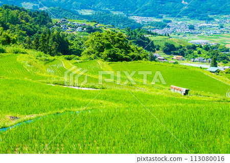 Obasute 的梯田(6 月) Obasute 的梯田(6 月) 113080016
