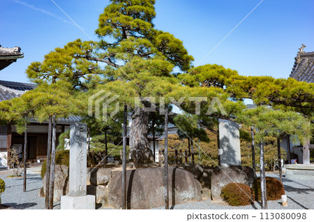 赤穗市淺野家族的寺廟-嘉樂寺的第二代大石名松。 赤穗市淺野家族的寺廟-嘉樂寺的第二代大石名松。 113080098