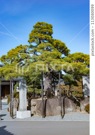 赤穗市淺野家族的寺廟-嘉樂寺的第二代大石名松。 赤穗市淺野家族的寺廟-嘉樂寺的第二代大石名松。 113080099