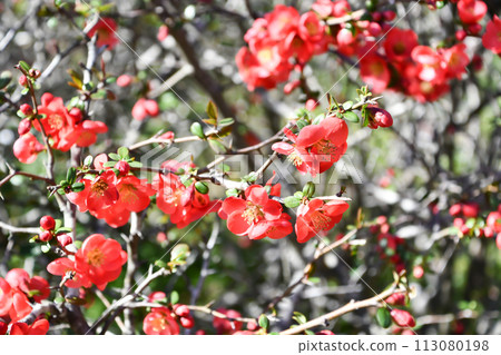 Blurred flowers Blurred flowers 113080198
