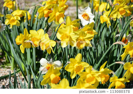 Daffodil "Garden Giant" Daffodil "Garden Giant" 113080378