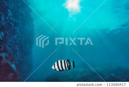 Young Ishidai fish Young Ishidai fish 113080417