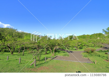 Kanagawa Prefecture, Yokohama City, Negishi Forest Park, Plum Garden 113080786