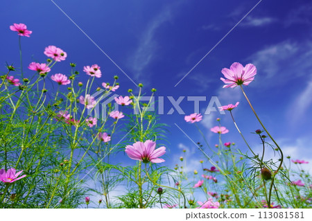 Looking up at the early morning autumn sky and fresh cosmos from a low angle 113081581
