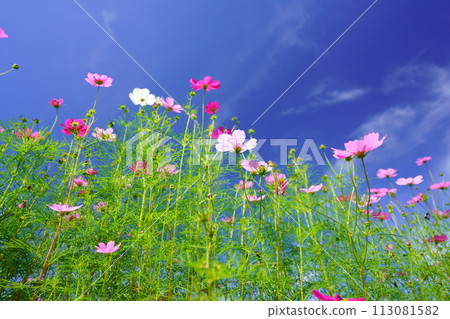 Looking up at the early morning autumn sky and fresh cosmos from a low angle 113081582